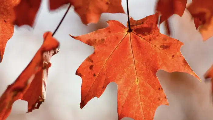 leaves